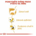 Royal Canin Chihuahua Adult 12 x 85 g – Hledejceny.cz