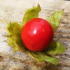 Osivo a semínko Sazenice liči rajče, 1 ks
