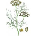 Milota Fenykl plod 100 g – Sleviste.cz