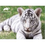 PRIME 3D 3D Bílý tygr 63 dílků – Zbozi.Blesk.cz