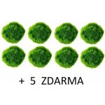 Cladophora aegagropila - Mechová koule 13 ks – Sleviste.cz