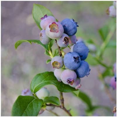 Borůvka americká modrá - Vaccinium corymbosum - sazenice borůvky - 1 ks