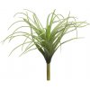 Květina Kykatka - Tilandsie / Tillandsia Hutan zelená V25 cm