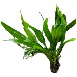 Microsorium pteropus Narrow - Hnědovka křídlatá – Sleviste.cz