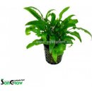 Cryptocoryne wendtii Green