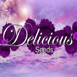 Delicious Seeds Critical Neville Haze AUTO semena neobsahují THC 3 ks – Sleviste.cz