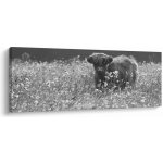 Obraz - Skotská kráva 5, černobílá, jednodílný 100x40 cm – Hledejceny.cz