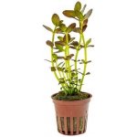 Bacopa salzmannii Purple – Sleviste.cz