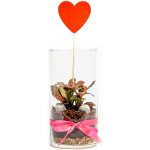 Gardners Skleněná váza Tilia, 10x20 cm - osázené Fittonia red – Hledejceny.cz