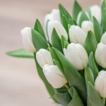 Rozvoz květin: Kytice 130 bílých čerstvých tulipánů - Mělník – Zboží Mobilmania