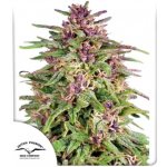 Dutch Passion Frisian Dew semena neobsahují THC 3 ks – Zboží Mobilmania