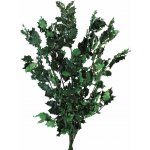 Stabilizovaná cesmína - Ilex - Tmavě zelená - 5 ks – Zboží Dáma