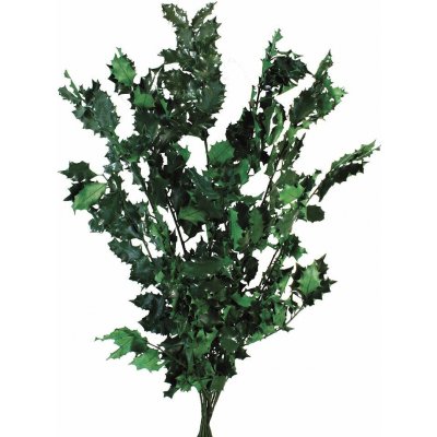 Stabilizovaná cesmína - Ilex - Tmavě zelená - 5 ks – Zboží Dáma