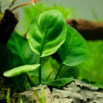 Anubias barteri coin Leaf – Zbozi.Blesk.cz