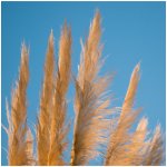 Palmová tráva - Setaria palmifolia - prodej semen - 10 ks – Hledejceny.cz