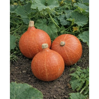 SEMO Tykev typ Hokkaido 'Hokkaido orange' 1,5 g – Zboží Dáma