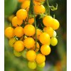 Divoké rajče žluté Murmel - Solanum pimpinellifolium - semena rajčete - 6 ks