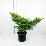 Abies koreana 'Aurea' Prodejní velikost: 030/040, Velikost hrnku: 5 l – Hledejceny.cz