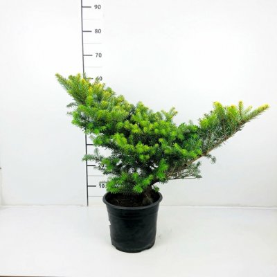 Abies koreana 'Aurea' Prodejní velikost: 030/040, Velikost hrnku: 5 l – Hledejceny.cz