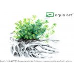 Micranthemum micranthemoides – Zboží Mobilmania