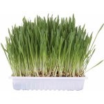 Trixie Tráva pro kočky miska 100g – Sleviste.cz