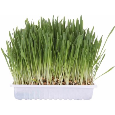 Trixie Tráva pro kočky miska 100g – Sleviste.cz