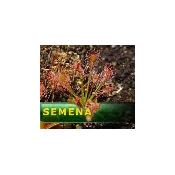 Semena | Drosera intermedia - Rosnatka prostřední