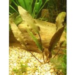 Cryptocoryne petchii - Kryptokoryna Petchova – Zboží Dáma
