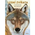 Lesní zvířata: V životní velikosti - Haag Holger – Zbozi.Blesk.cz
