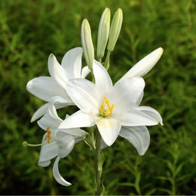 Lilie bělostná - Lilie kostelní - Lilium candidum - cibuloviny - 1 ks – Zboží Dáma