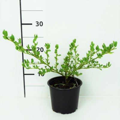 Ceanothus impressus 'Victoria' Prodejní velikost: 020/030, Velikost hrnku: 1 l – Zboží Mobilmania