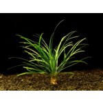 Ophiopogon minima - Sedoulek malý – Sleviste.cz