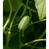 Osivo a semínko Mexická mini okurka - Zehneria scabra - semena okurky - 5 ks