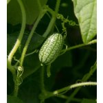 Mexická mini okurka - Zehneria scabra - semena okurky - 5 ks – HobbyKompas.cz
