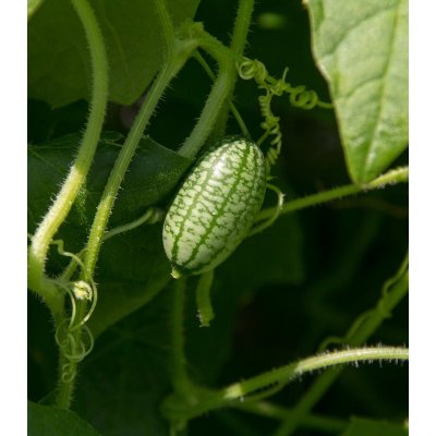 Mexická mini okurka - Zehneria scabra - semena okurky - 5 ks – Zboží Mobilmania