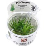 Eriocaulon cinereum – Zbozi.Blesk.cz