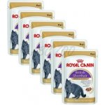 Royal Canin British Shorthair Gravy 12 X 85 g – Sleviste.cz