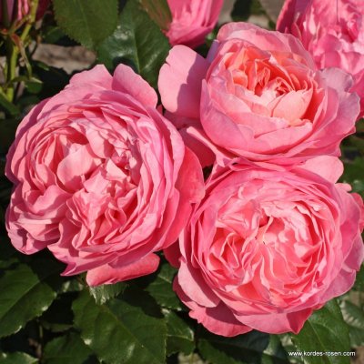 Růže mnohokvětá Kordes, Rosa Flora Olomouc, růžová, velikost kontejneru 2 l – Zbozi.Blesk.cz
