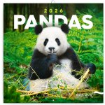 poznámkový Pandy 30 x 30 cm 2026 – Zboží Dáma