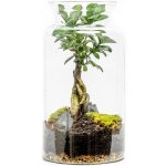 Gardners Skleněná váza Digitalis se zúženým otvorem - výška 35 cm, průměr 19 cm - osázené Ficus Microcarpa Ginseng – Hledejceny.cz