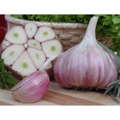 Česnek sadbový Harnaš 2 - 4 ks, paličák – Hledejceny.cz