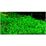 Marsilea minuta – Zboží Dáma