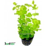 Lysimachia nummularia aurea – Zboží Dáma