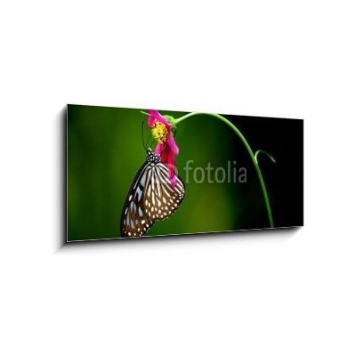 Obraz 1D panorama - 120 x 50 cm - tropical rainforest butterfly tropický deštný prales motýl