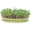 Osivo a semínko Toraf Microgreens, semínka na klíčky - Kadeřávek červený 10g