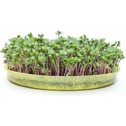 Toraf Microgreens, semínka na klíčky - Kadeřávek červený 10g