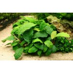 Anubias barteri var. coffeefolia – Zboží Mobilmania