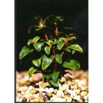 Ammania senegalensis - Tuhanka senegalská – Hledejceny.cz