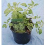 Rýmovník eukalyptový – Sleviste.cz