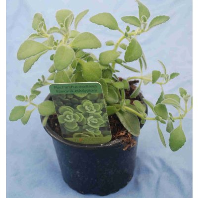 Rýmovník eukalyptový – Sleviste.cz